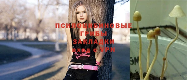 ПСИЛОЦИБИНОВЫЕ ГРИБЫ Ельня