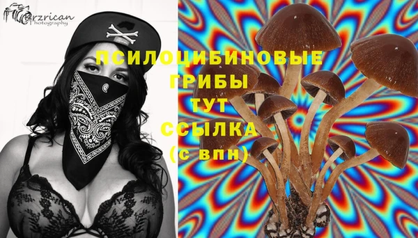прущие грибы Беломорск